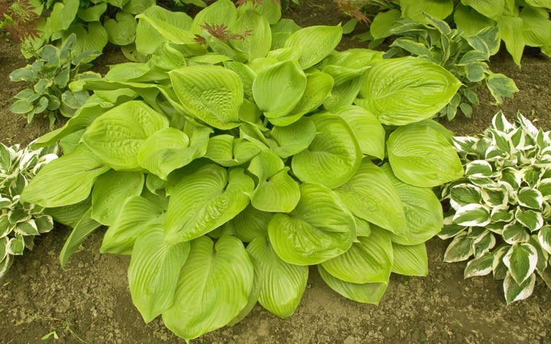 Sum And Substance Hosta Lily - 1 Gallon - Shade Loving Perennials | ToGoGarden