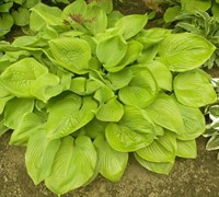 Shop Sum And Substance Hosta Lily - 1 Gallon