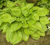 Sum And Substance Hosta Lily