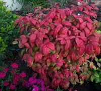 Shop Firepower Dwarf Nandina - 2.5 Quart