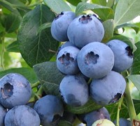 Alapaha Rabbiteye Blueberry