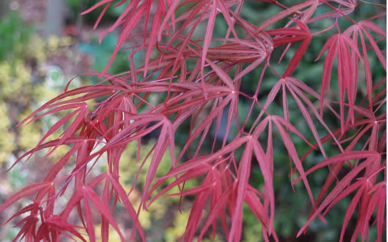 Atrolineare Red Pygmy Japanese Maple Photo 1