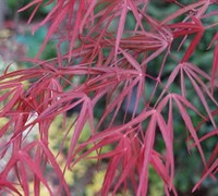 Atrolineare Red Pygmy Japanese Maple