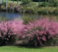 Pink Muhly Grass