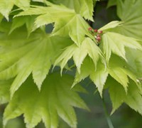 Shop Golden Full Moon Japanese Maple - Acer shirasawanum 'Aureum' - 3 Gallon